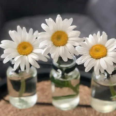 Mamma Mia Apartment *